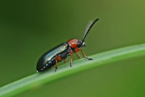 Oulema sp.